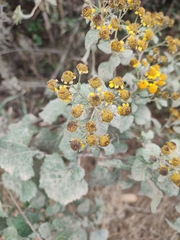 Zaluzania montagnifolia