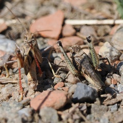 Acrotylus