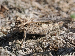Acrotylus