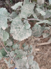 Zaluzania montagnifolia