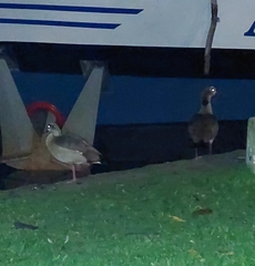 Alopochen aegyptiaca