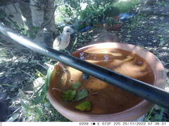 Philemon citreogularis