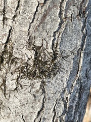 Frullania eboracensis