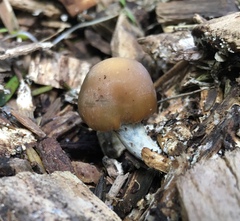 Psilocybe