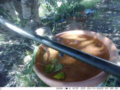 Philemon citreogularis