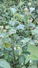 Hyptis capitata