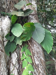Monstera dubia