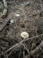 Clitocybe fragrans