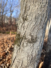 Frullania eboracensis