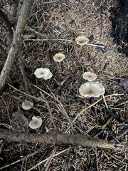 Clitocybe fragrans