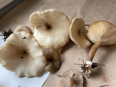 Clitocybe fragrans