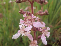 Cuphea lysimachioides
