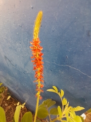Indigofera spicata