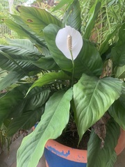 Spathiphyllum wallisii