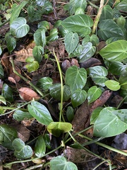 Philodendron hederaceum