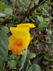 Canna × generalis