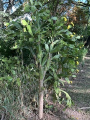 Opuntia monacantha