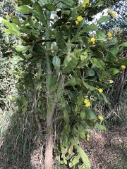 Opuntia monacantha