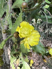Opuntia monacantha
