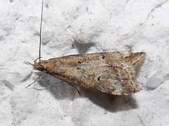 Brachmia blandella