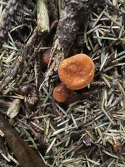 Lactarius subflammeus