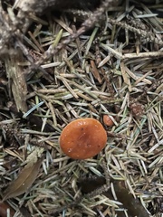Lactarius subflammeus
