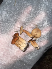 Lactarius subflammeus