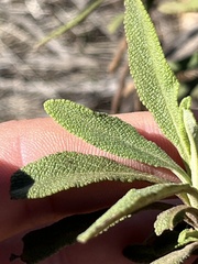 Salvia mellifera