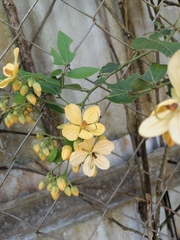 Senna