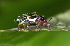 Zygogramma violaceomaculata