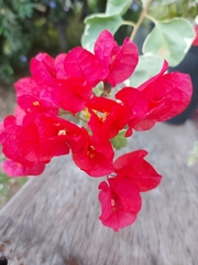 Bougainvillea
