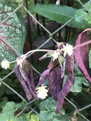 Alternanthera brasiliana