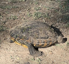 Trachemys dorbigni