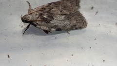 Phaeosaces compsotypa