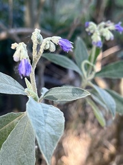 Solanum granulosoleprosum