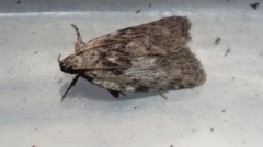 Phaeosaces compsotypa