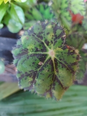 Diplocarpon rosae