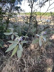 Solanum granulosoleprosum