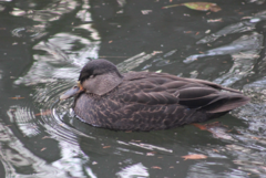 Anas rubripes × platyrhynchos