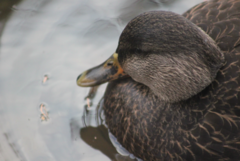 Anas rubripes × platyrhynchos