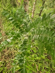 Ptaeroxylon obliquum