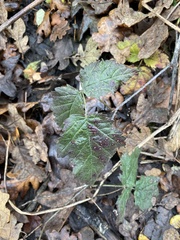 Rubus bifrons