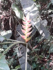 Heliconia wagneriana image