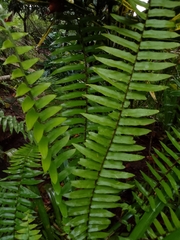 Nephrolepis exaltata