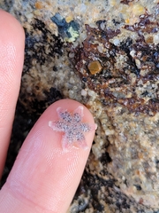 Leptasterias hexactis