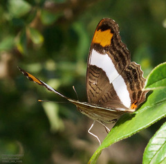 Adelpha fessonia