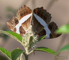 Adelpha fessonia