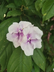 Brunfelsia