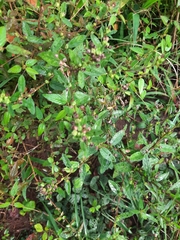 Sida rhombifolia
