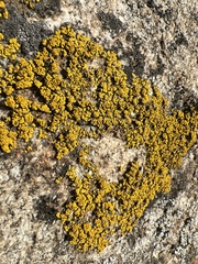 Acarospora socialis